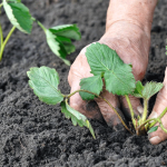 Первые работы на грядках клубники ранней весной