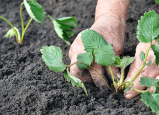 Первые работы на грядках клубники ранней весной