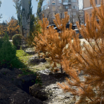 Новые земли Бишкека засадят деревьями? Выживут ли они без полива?