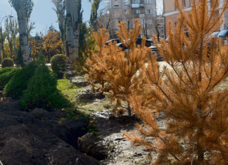 Новые земли Бишкека засадят деревьями? Выживут ли они без полива?