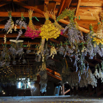 Правила сбора и сушки лекарственных растений