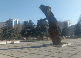 Творчество «древесных стилистов»