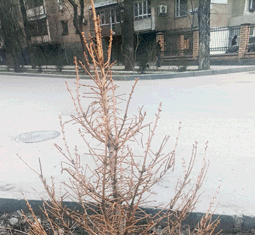 Ёлку не срубили, а вместе с комом загубили…