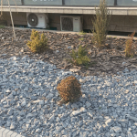 Белокаменная столица