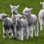 Мошенника нашли через два года