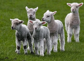 Мошенника нашли через два года