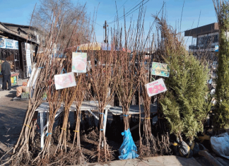 Весенние советы садоводам