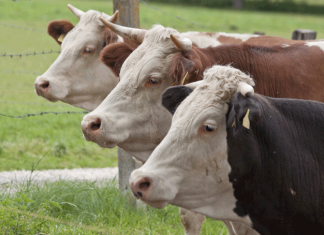 В каком регионе страны прибыльнее выращивать племенной скот?