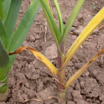 Чем подкормить чеснок, чтобы не желтел?