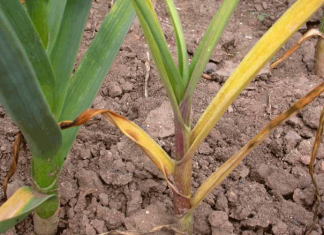 Чем подкормить чеснок, чтобы не желтел?