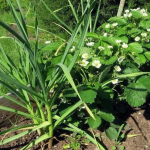 Что посадить рядом с чесноком: названы самые лучшие варианты