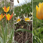 Голландские потомки кыргызских тюльпанов