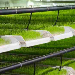 Минсельхоз КР рекомендует фермерам перейти на гидропонные корма