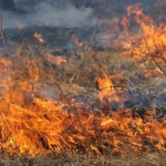 Сухостой — источник пожаров