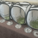 Как бороться с саранчой? Решительно или аккуратно?