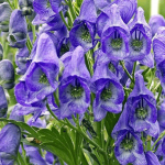 Аконит взят под защиту государства