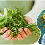 Рак желудка и народные средства