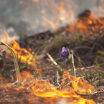 Огонь не щадит никого!
