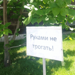 Руки прочь от дерева!