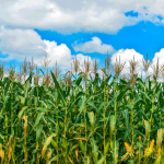 На кукурузных полях Чуйской области обнаружили насекомого-вредителя