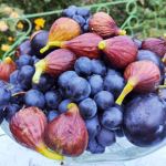 Инжир на вашем участке