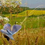 Август — государь, лета венец