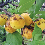 Почему абрикосы «конопатые» и можно ли их есть