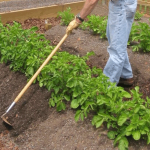 Какие овощи нужно окучивать?