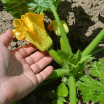 Кабачки цветут, а завязи нет. Что делать?