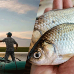 Проблемы спортивной рыбалки: рыбоводы против рыболовов