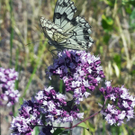Друзья здоровья. 5 очень полезных для человека лекарственных растений Чуйской области