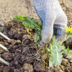 Как избавиться от многолетних сорняков