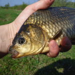 Прелести карасевой поклёвки