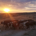 Перегон не состоялся