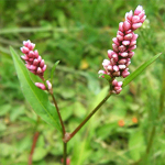 Бич современности