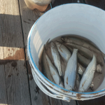 Иссык-Кульский калейдоскоп. Ловись, рыбка