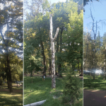 Вы шумите, шумите надо мною, берёзы…