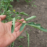 Почему у томата листья скручиваются в трубочку?