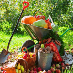 Календарь на октябрь: работы в саду