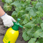 Огурцы будут плодоносить до самых морозов