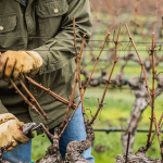 Зачем обрезать виноград?