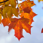 Октябрь — золотая серединка осени