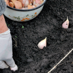 Как посадить чеснок под зиму