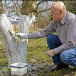 Защити свои сад: готовим деревья к холодам