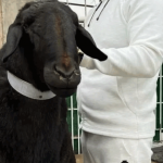 Как в Кыргызстане зарабатывать на шкурах и шерсти, используя новые технологии – интервью