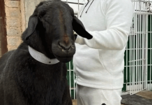 Как в Кыргызстане зарабатывать на шкурах и шерсти, используя новые технологии – интервью