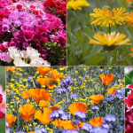 Какие цветы посеять осенью
