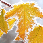 Ноябрь осень провожает и зиму встречает