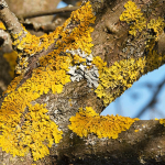 Лишайники на деревьях