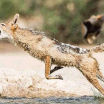 Шакалы: откуда пришли и чем они опасны для экосистемы?
